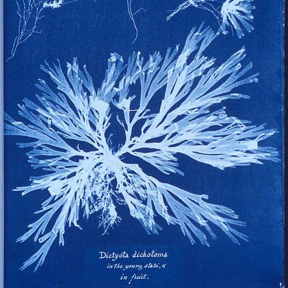 Vintage Wall Art - Algae PDF