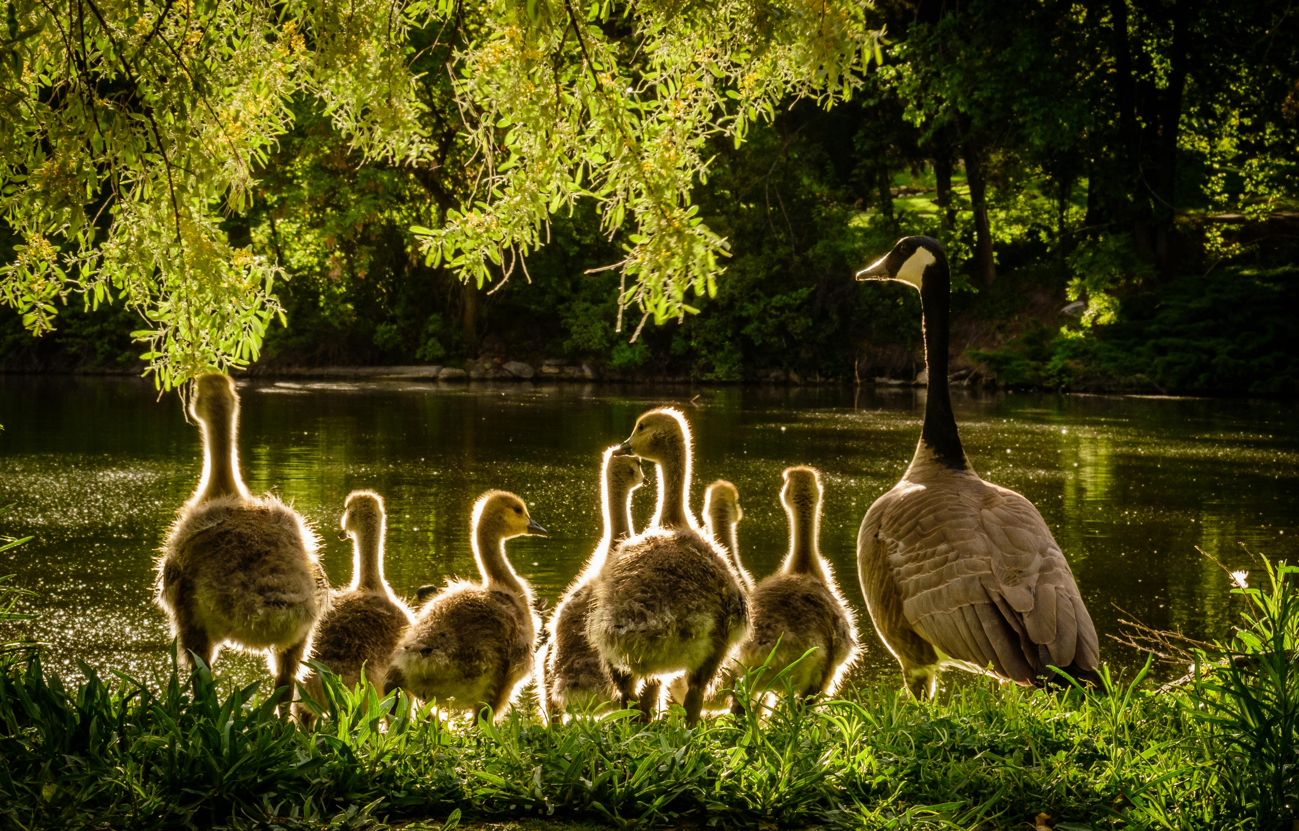 Famille de canard