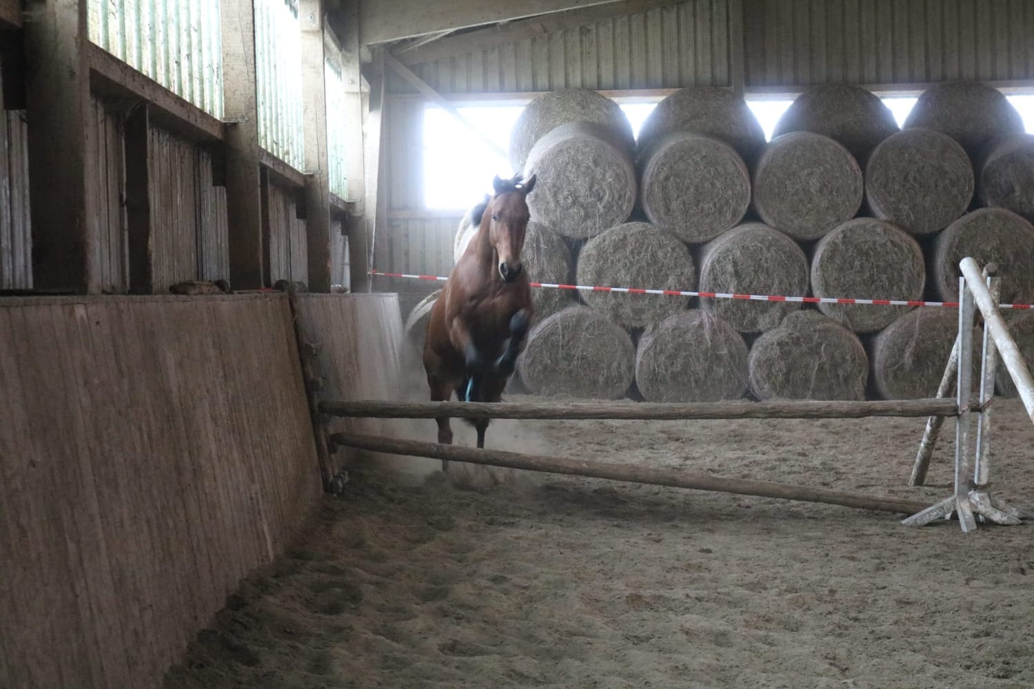 Bobby im Sprung – Kraft & Fokus