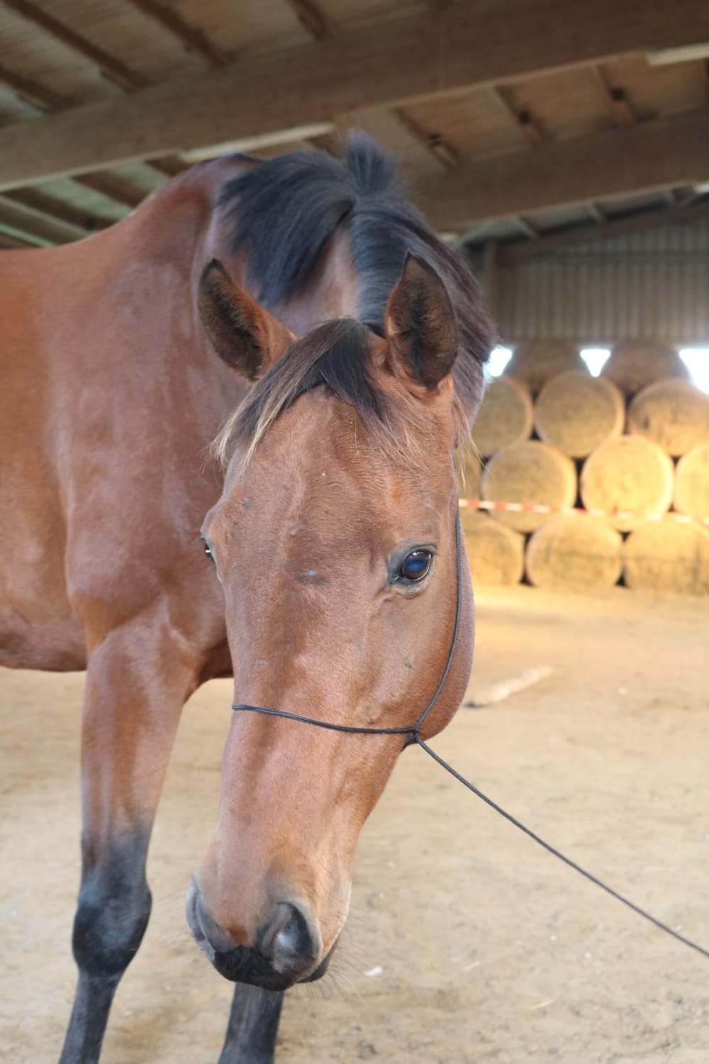 Eyline & Bobby – Verbundenheit