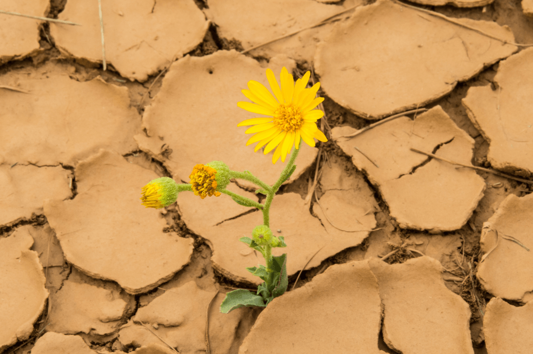 A blooming flower breaking through hard ground. Emotion: Transformation, hope, breakthrough.