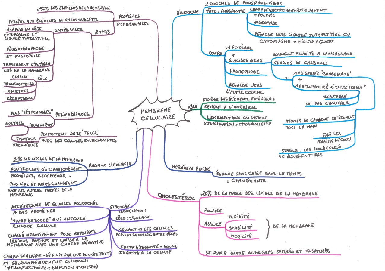 Membranes cellulaires