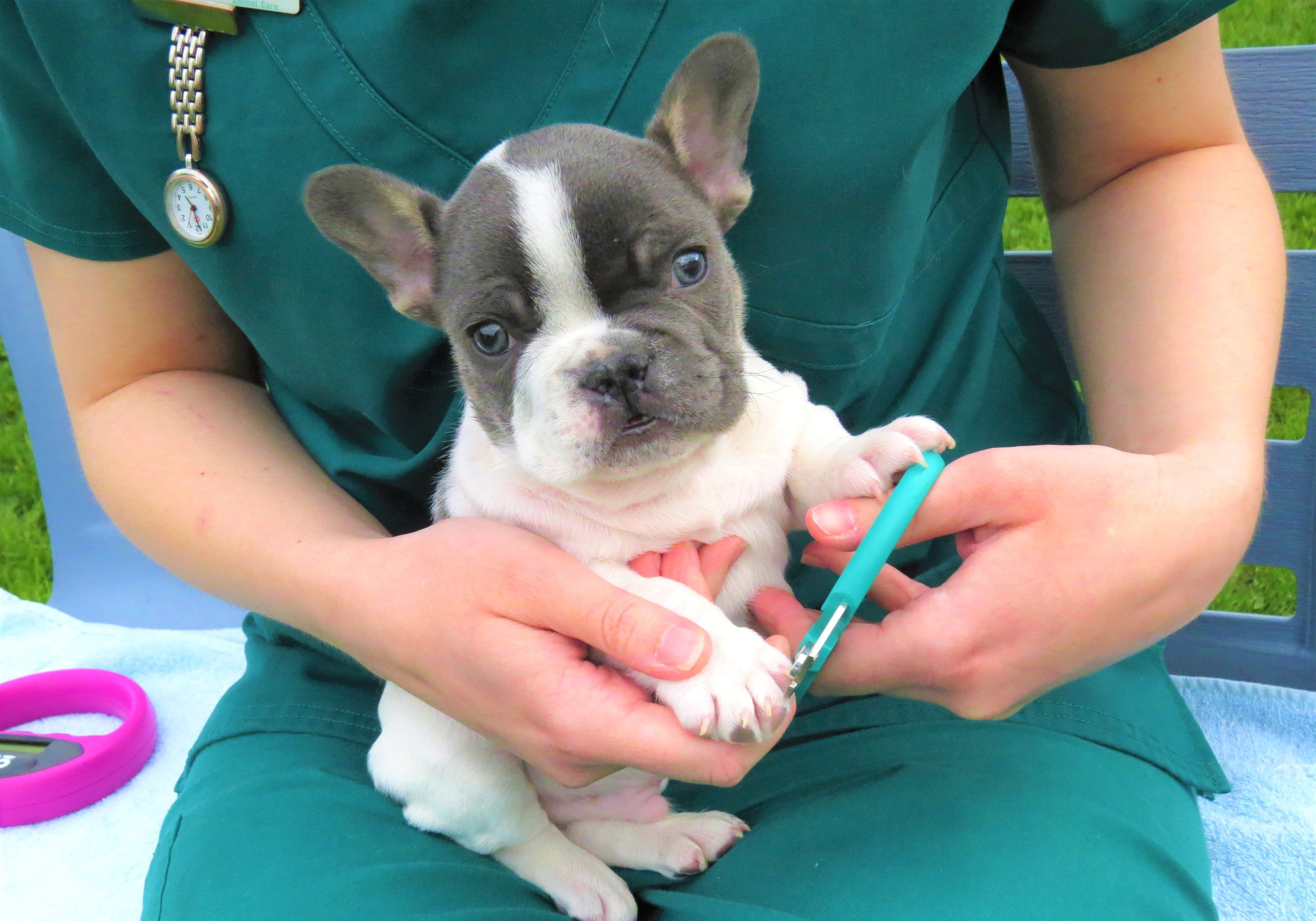 What are Mobile Vet Nurse Clinics?