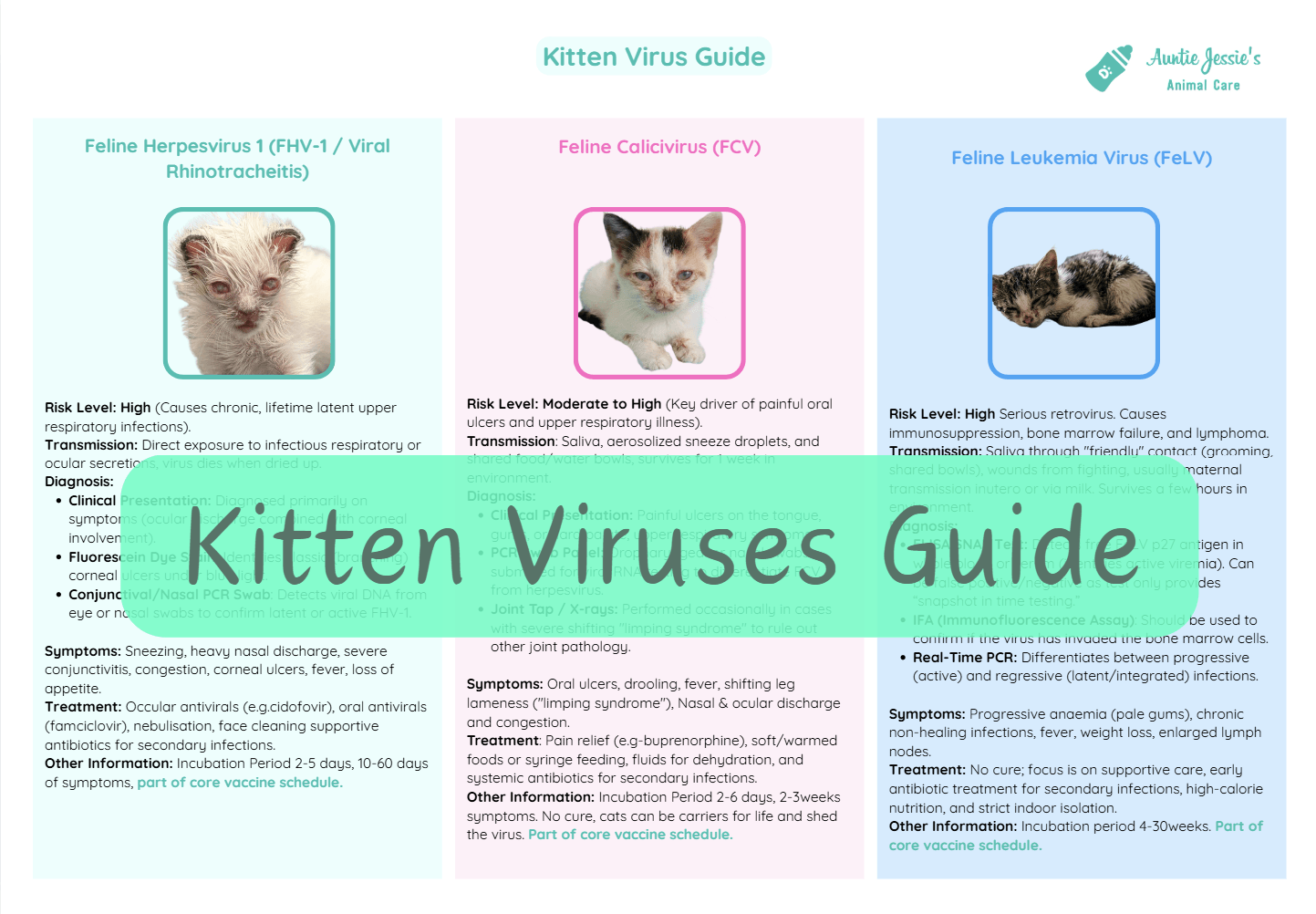 kitten virus guide