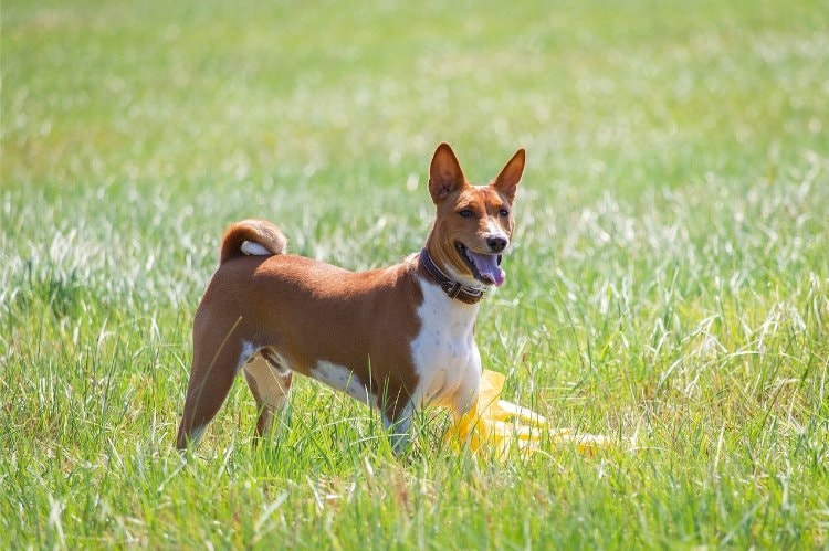 Basenji