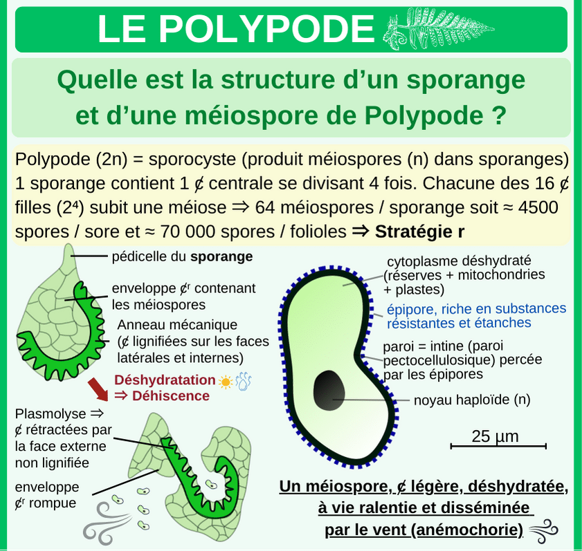 Extrait PDF 2
