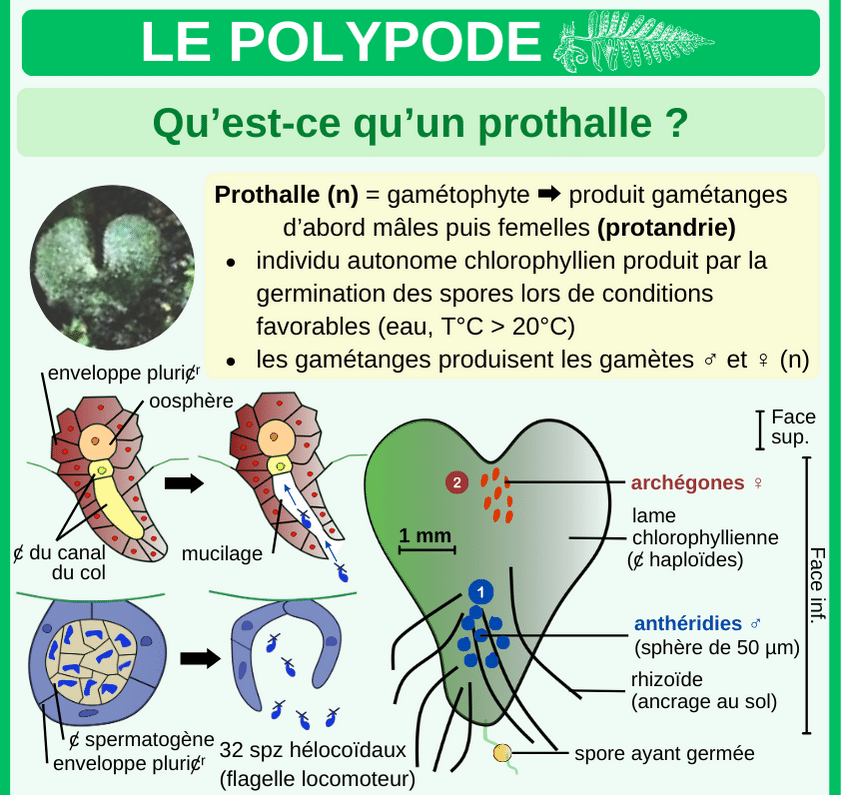 Extrait PDF 3