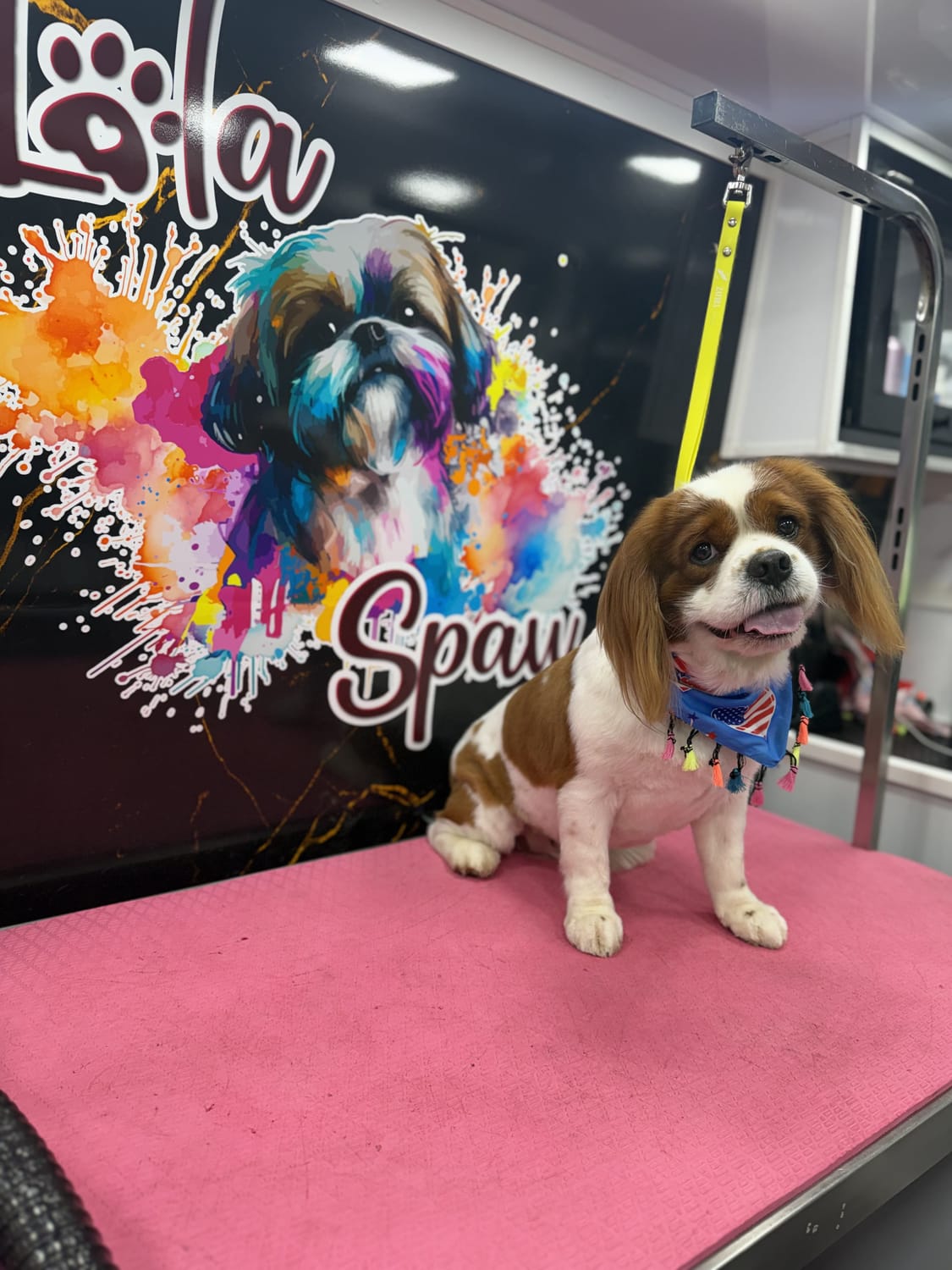 Dog enjoying a relaxing bath at Lola Spaw