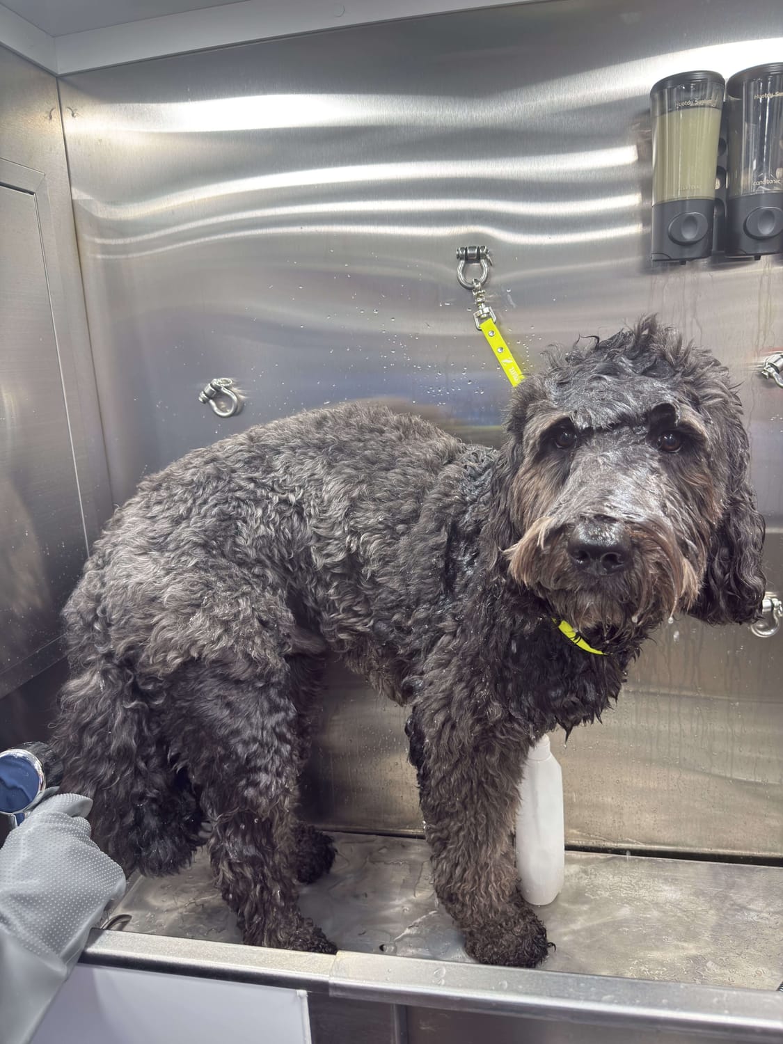 Dog getting a bath
