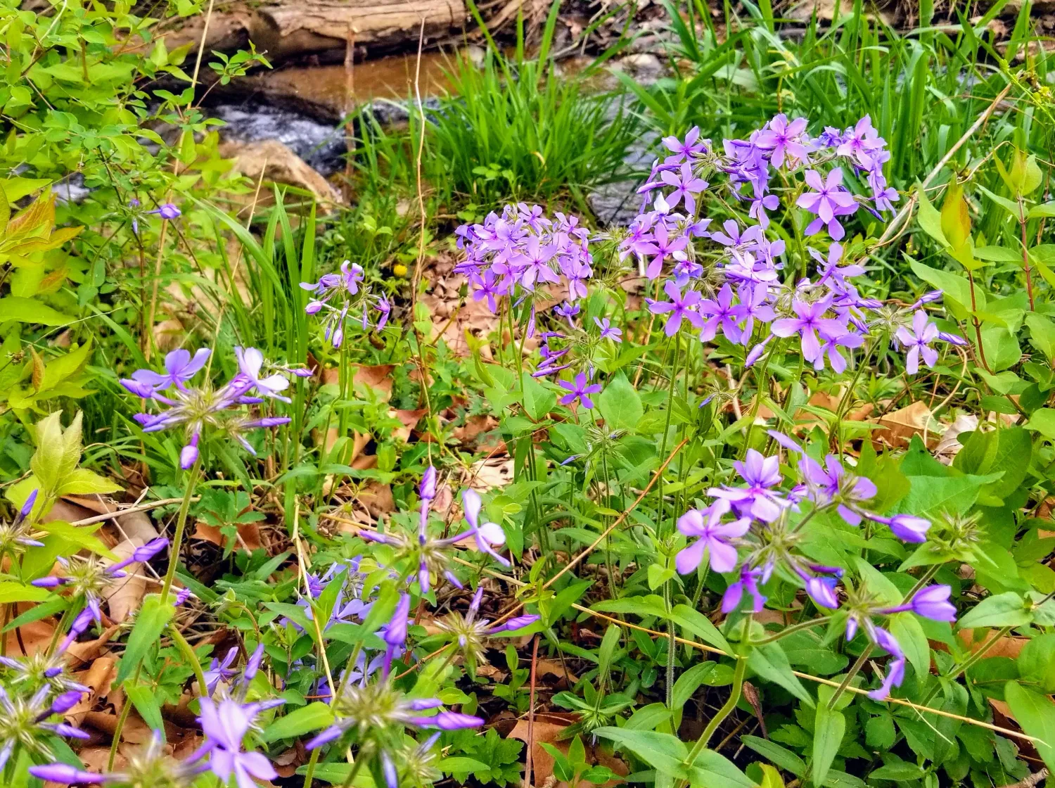 blue phlox wildflower Platte Falls Conservation area Platte City Missouri