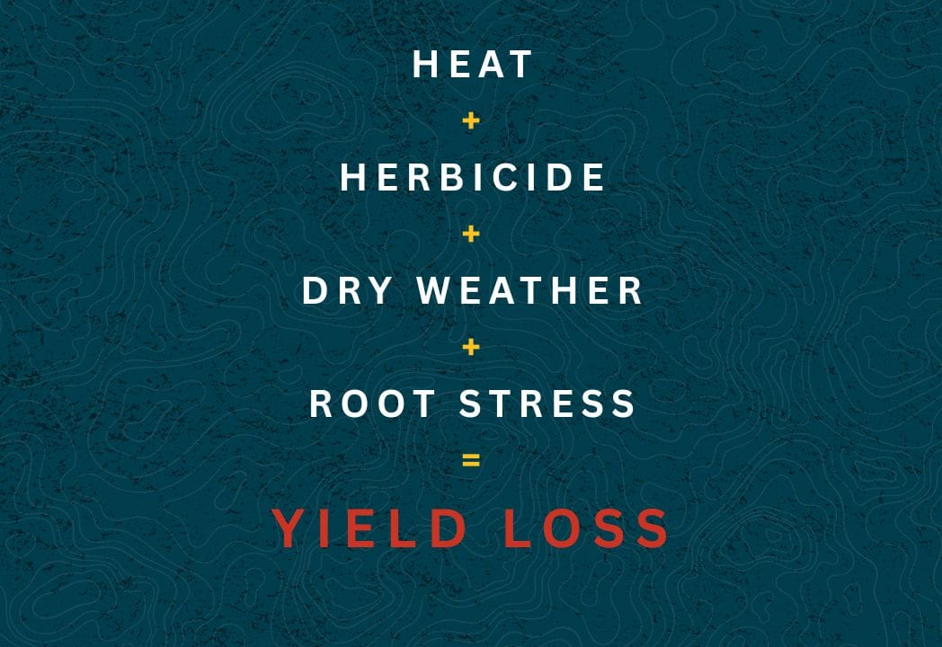 HEAT + HERBICIDE + DRY WEATHER + ROOT STRESS + YIELD LOSS
