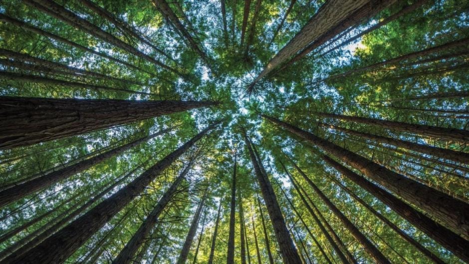 "Image of tall trees reaching towards the sky, highlighting the majesty of nature and the beauty of the natural surroundings."