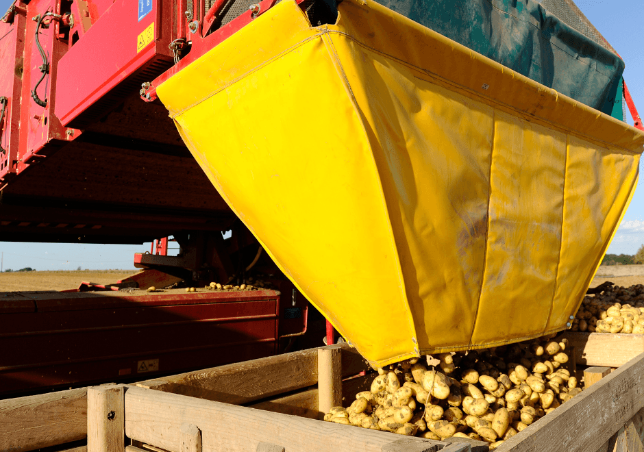 Récolte mécanique de légumes stockés en vrac pour distribution
