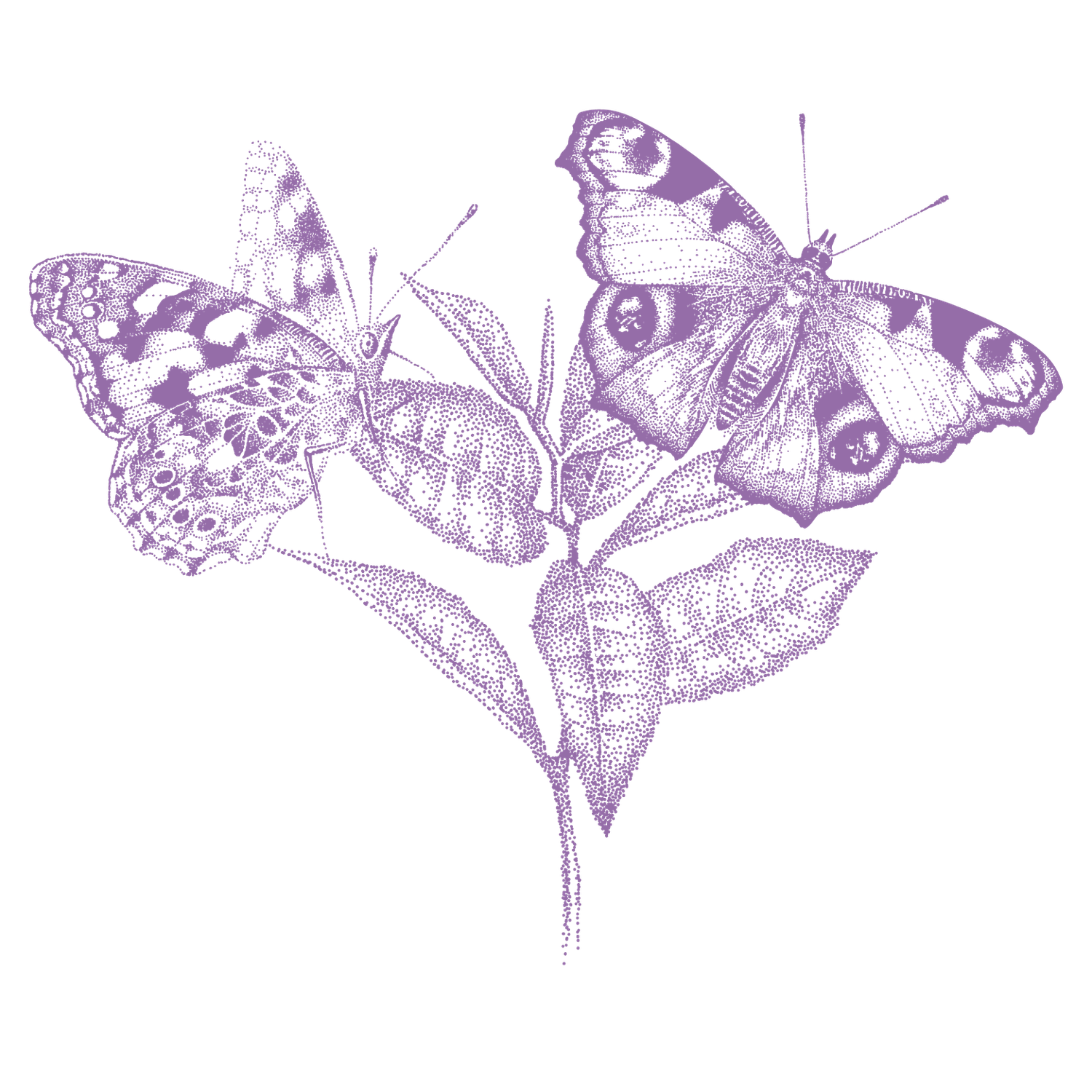 butterfly