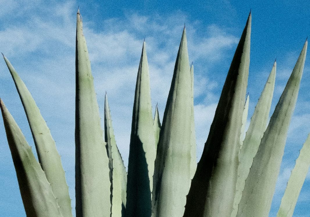 L'Aloe Vera et votre peau : Utilisations quotidiennes