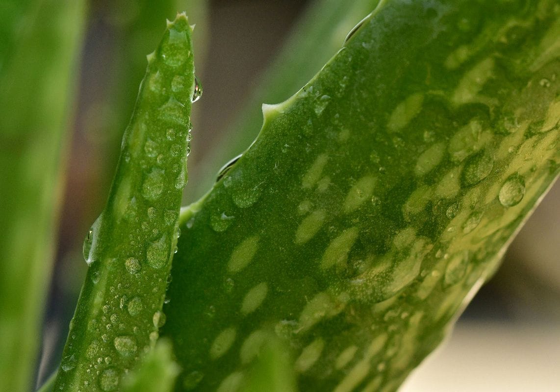 L'Aloe Vera et vos cheveux