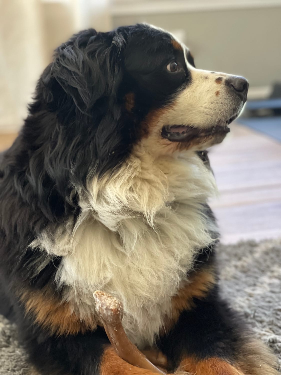 brandi daniels wander wealth creators house sitter academy