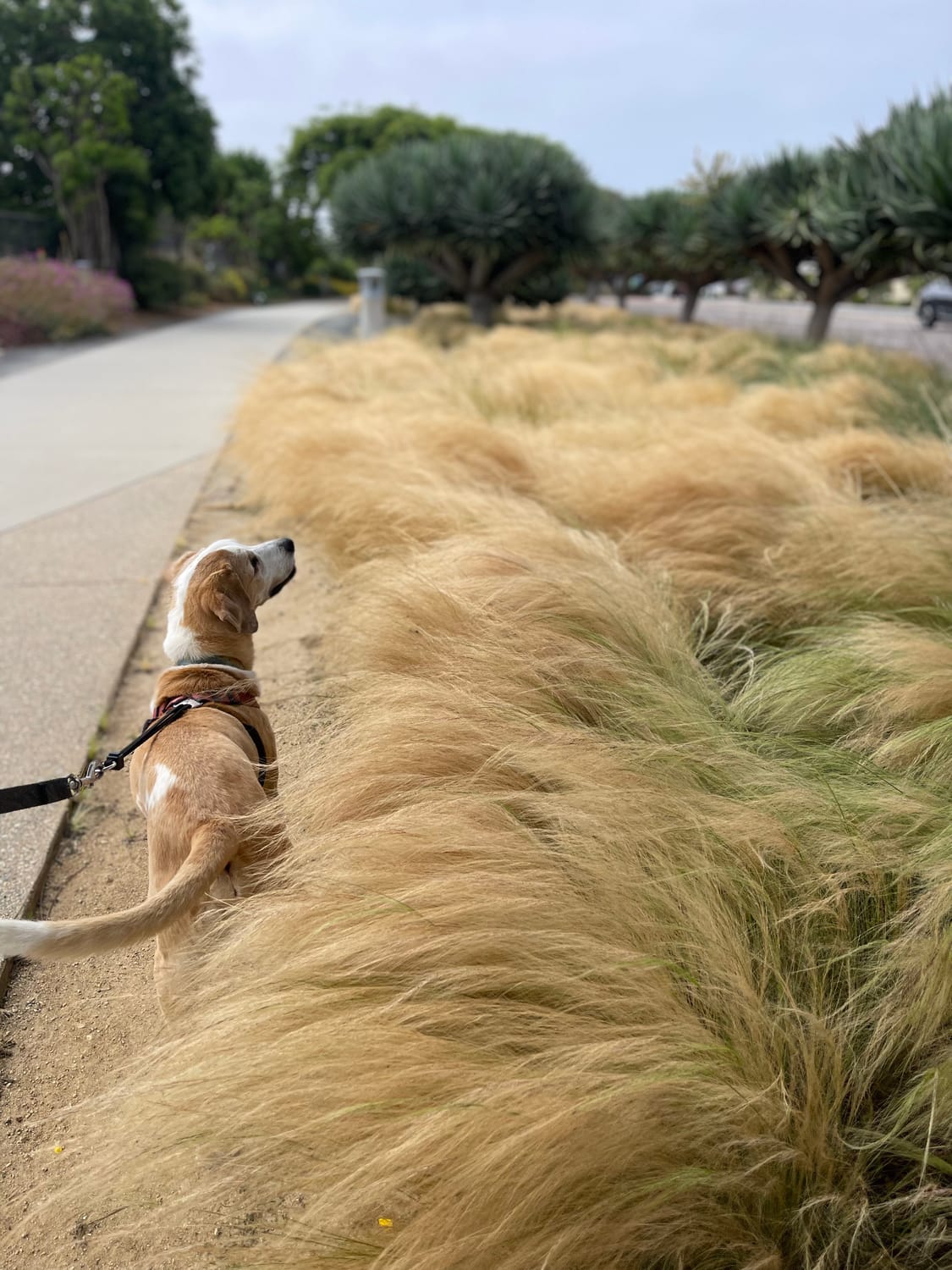 brandi daniels wander wealth creators house sitter academy