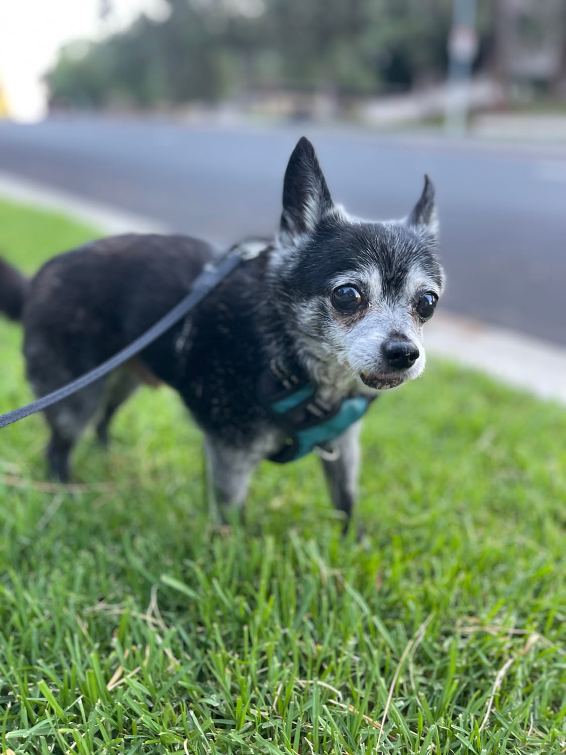 brandi daniels wander wealth creators house sitter academy