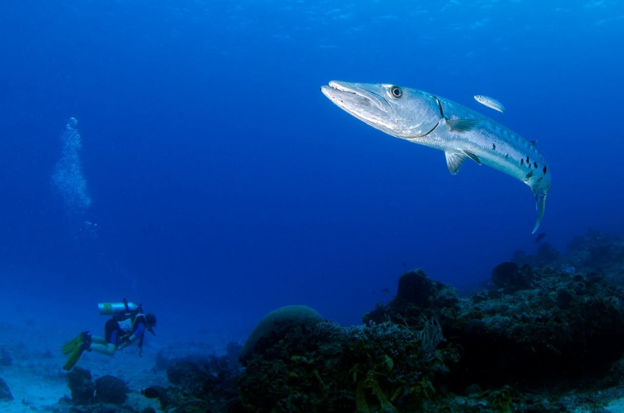 plongée Martinique barracuda