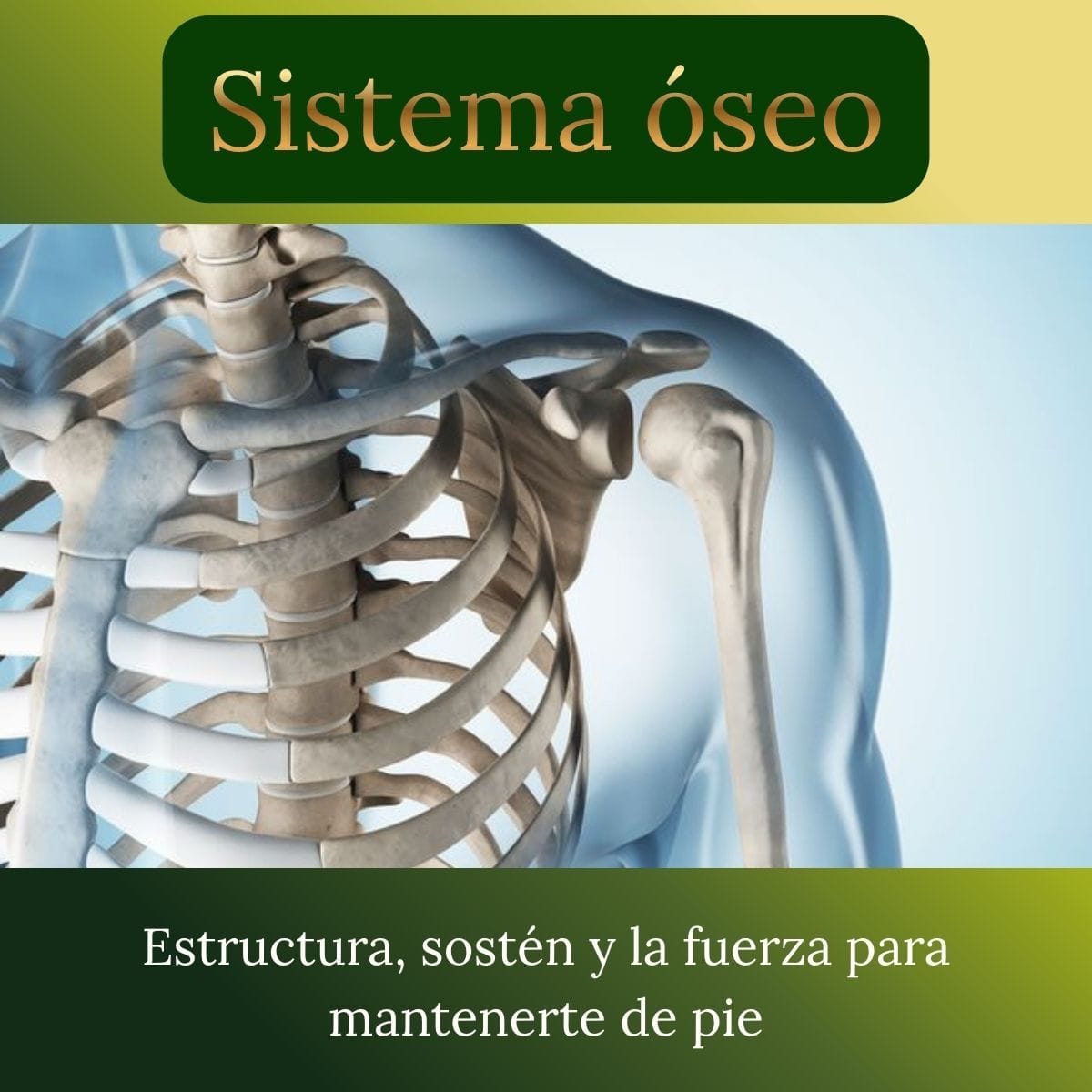 Sistema óseo