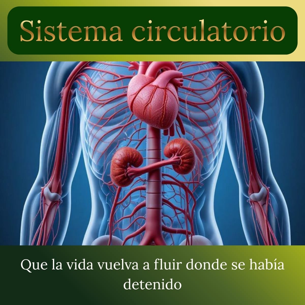 Sistema circulatorio