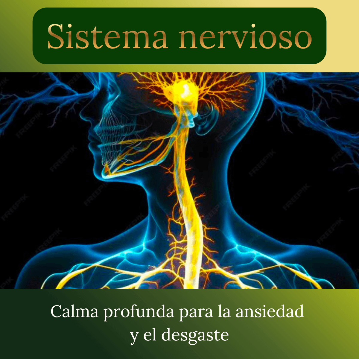 Sistema nervioso