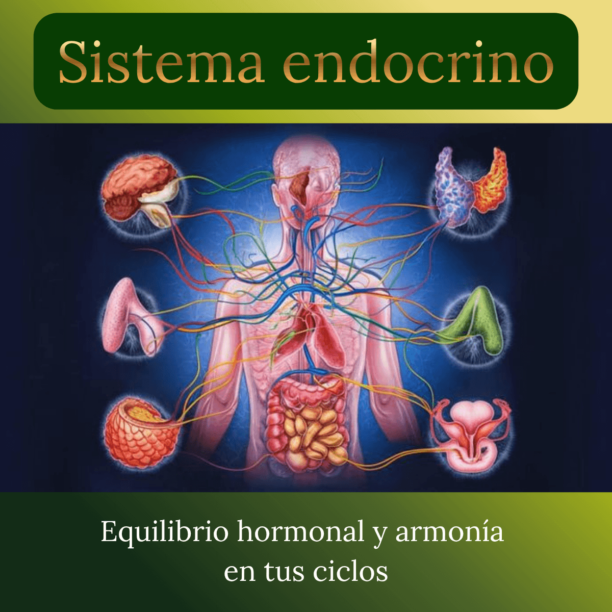 Sistema endocrino