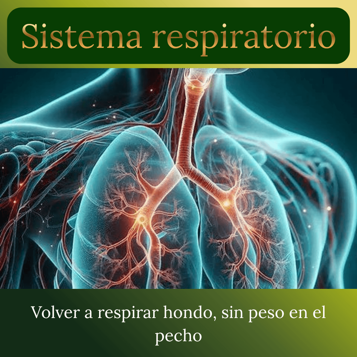 Sistema respiratorio