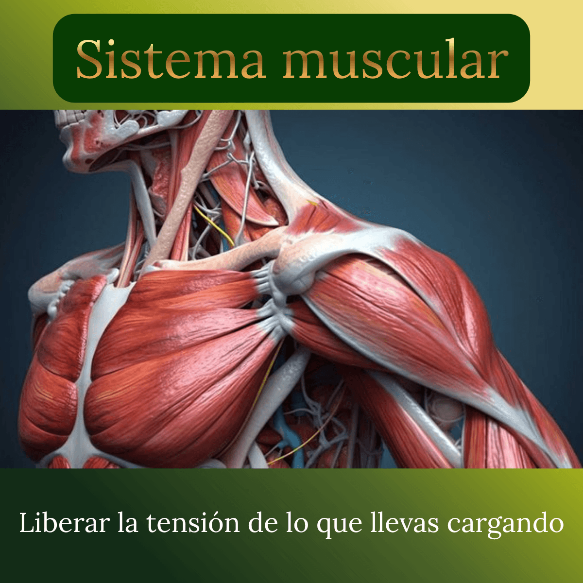 Sistema muscular