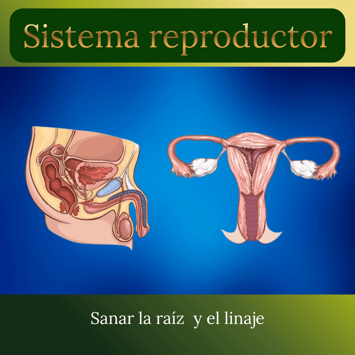 Sistema reproductor
