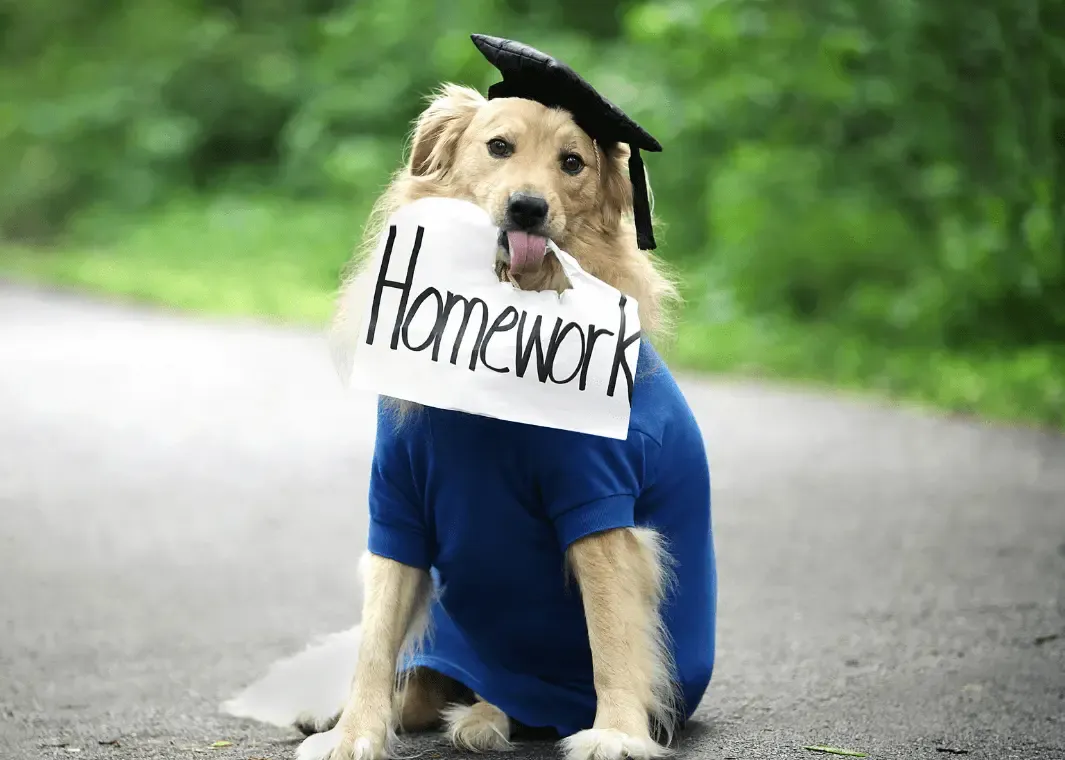 Dog trainer with a graduate hat