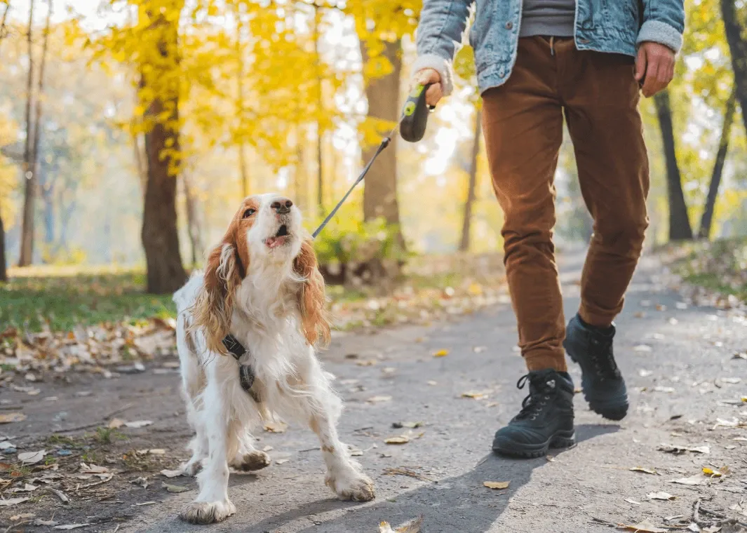 dog barking with owner walking
