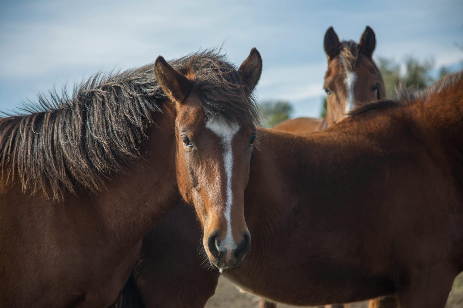 Caballos en la naturaleza