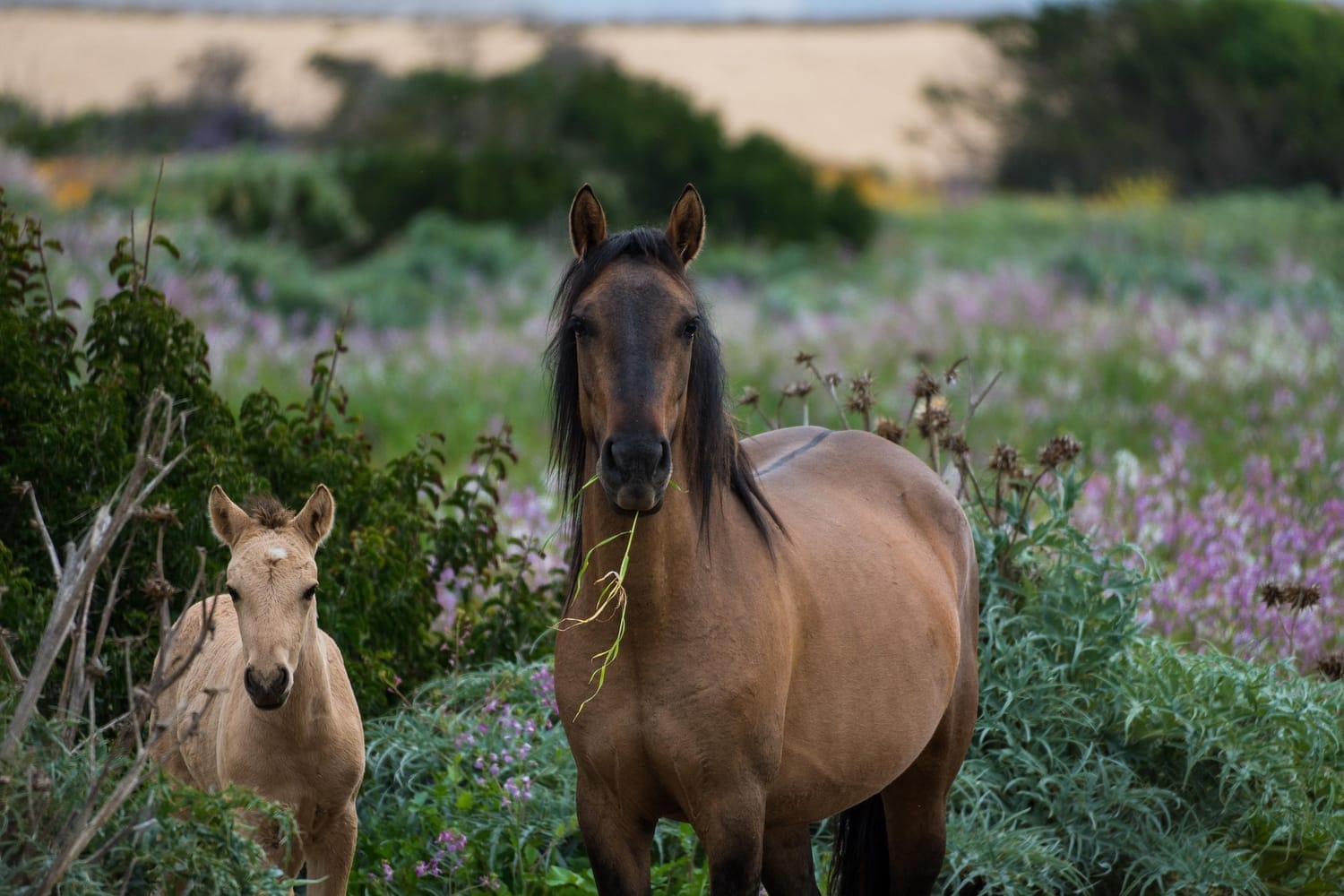 Profesional trabajando con caballos