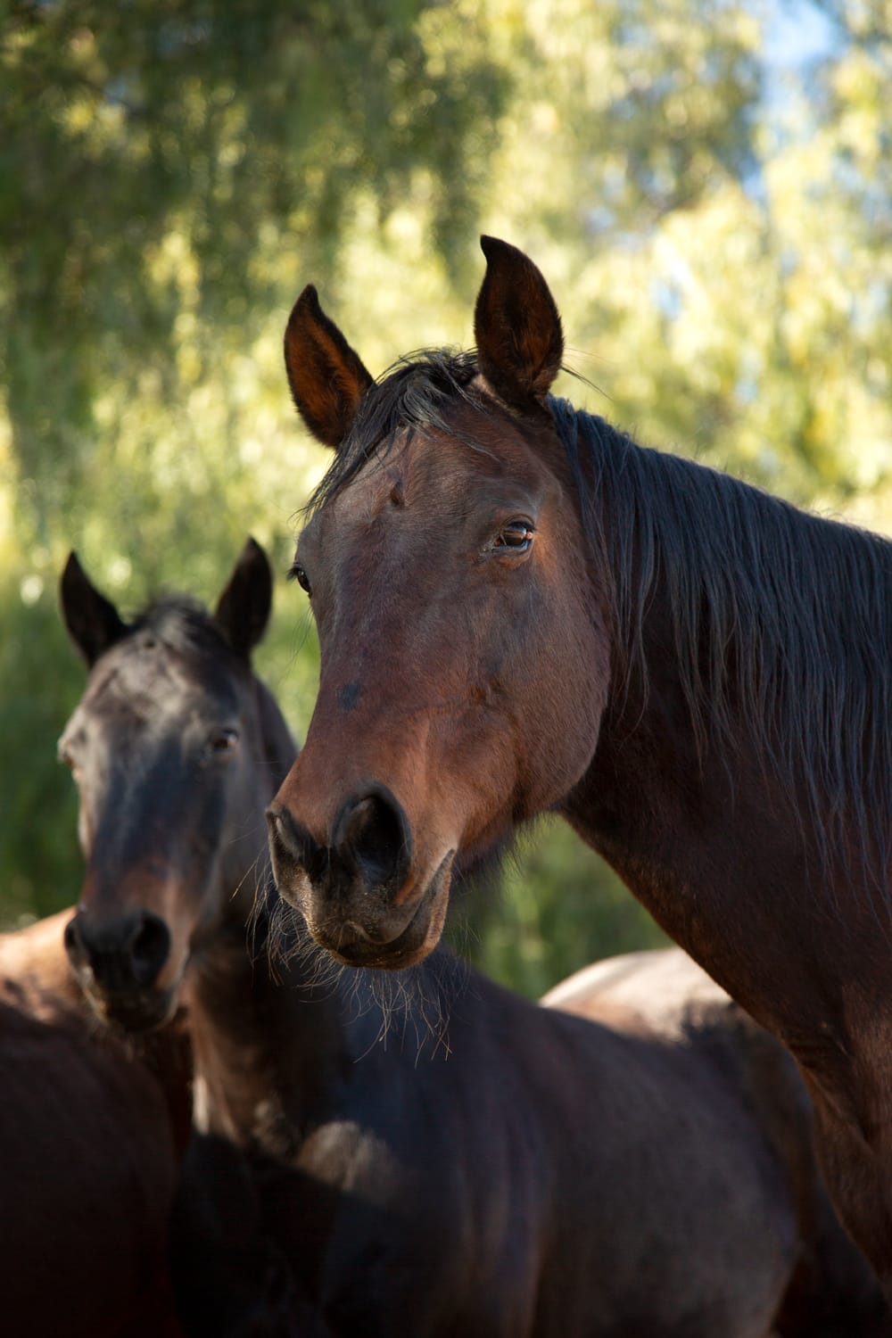 Conexión sanadora con caballos