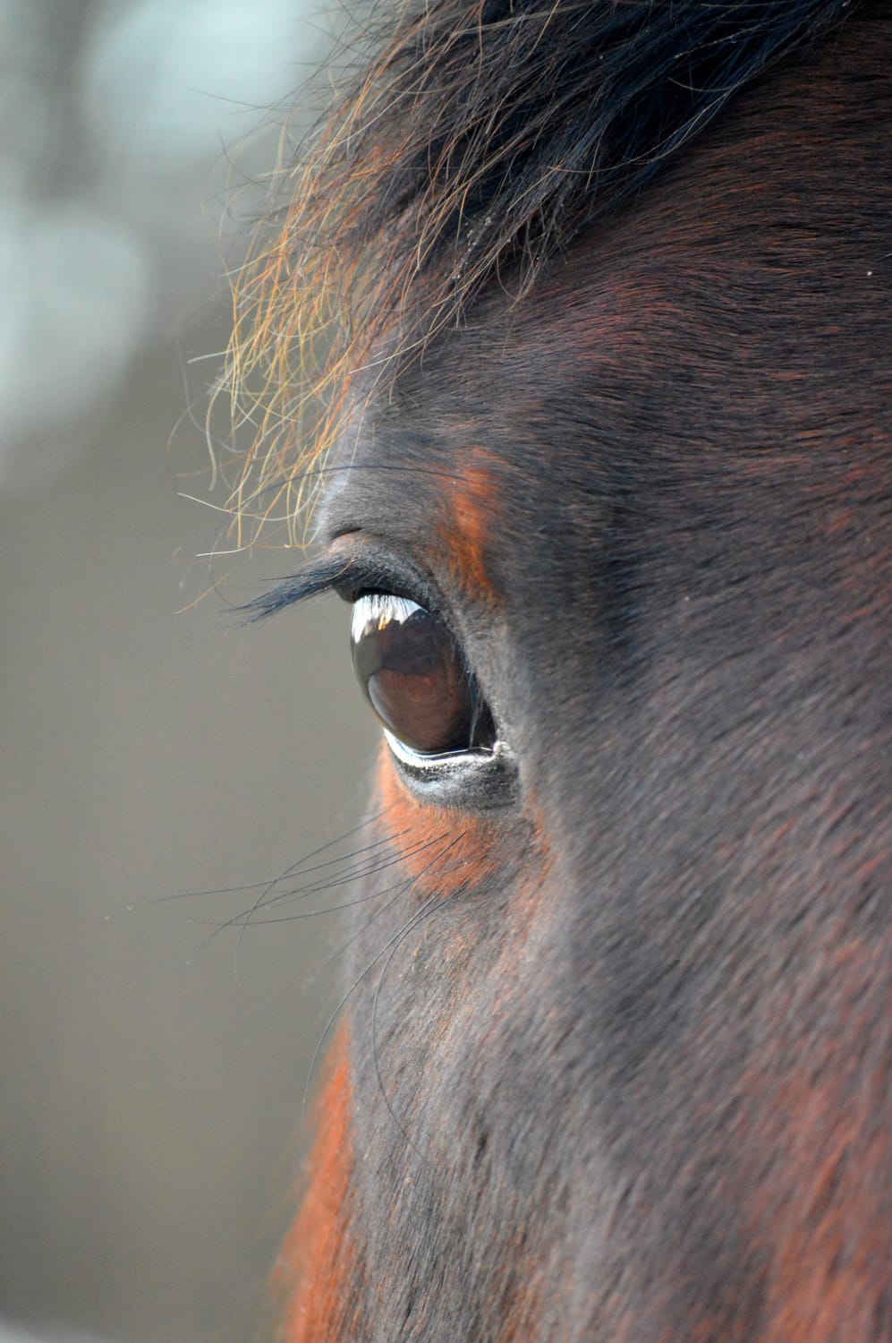 Horse bonding