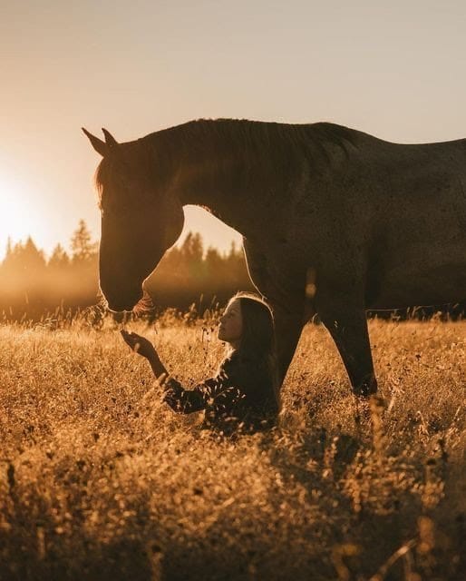 Conexión con caballos
