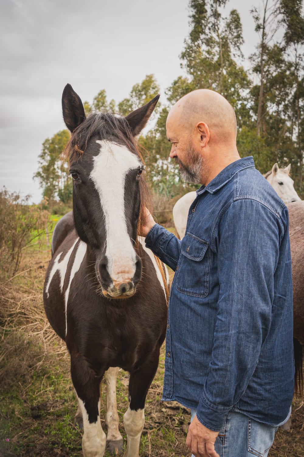 Sanar con caballos