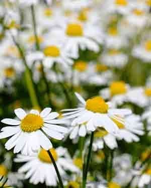 german chamomile