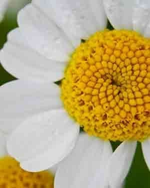 roman chamomile