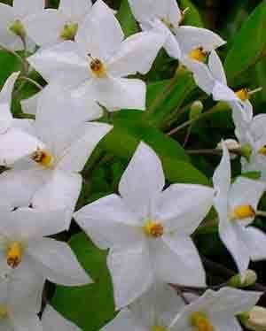 jasmine flower