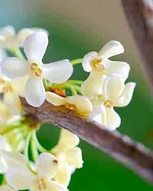 osmanthus flower