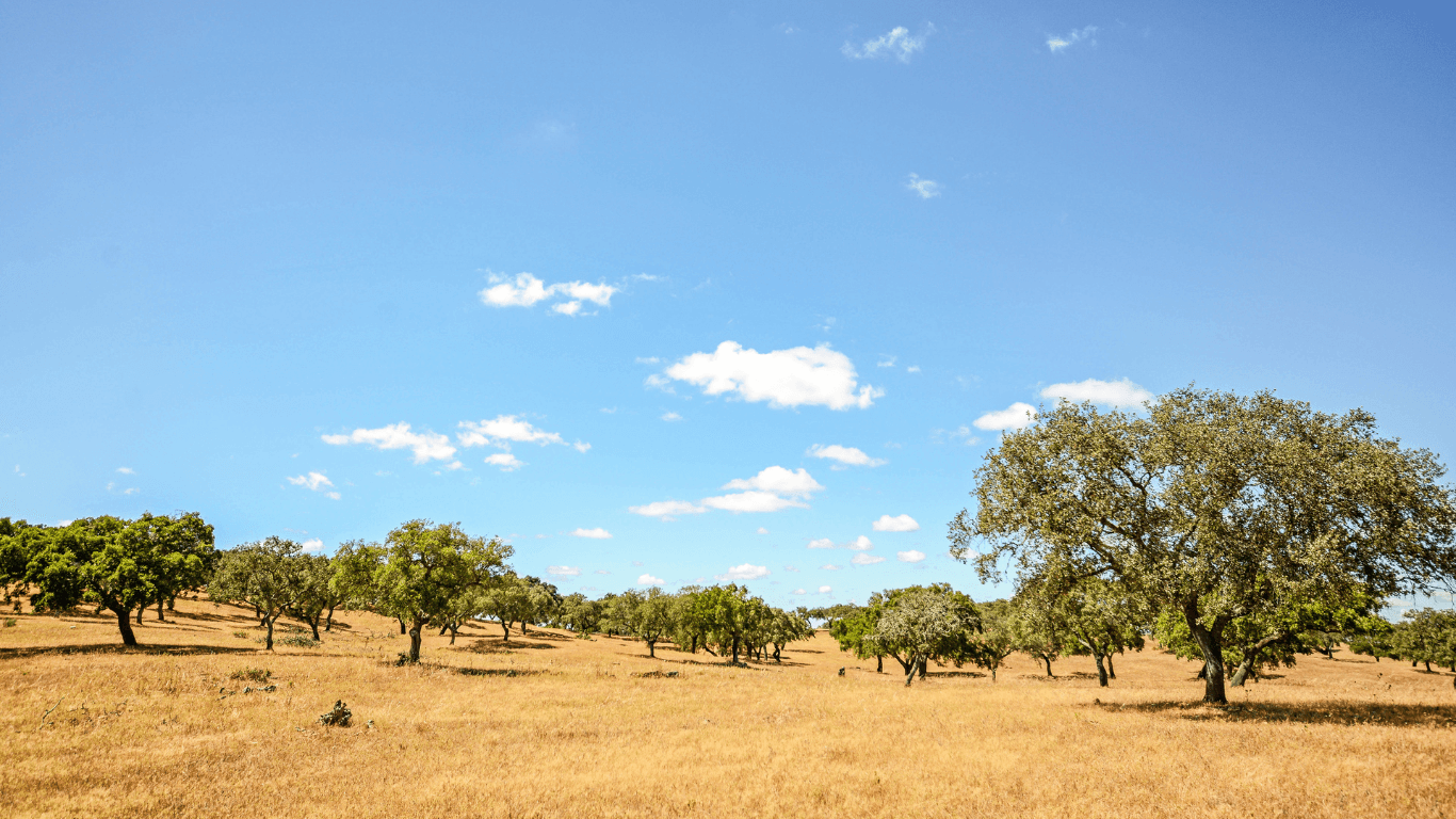 quinta-com-coudelaria-a-venda-portugal