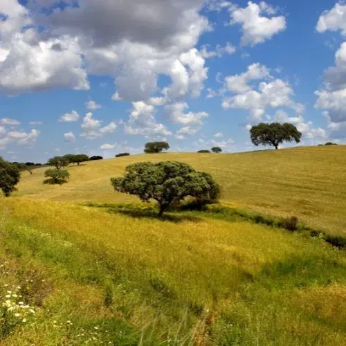 Região do Alentejo para investimentos em quintas e herdades