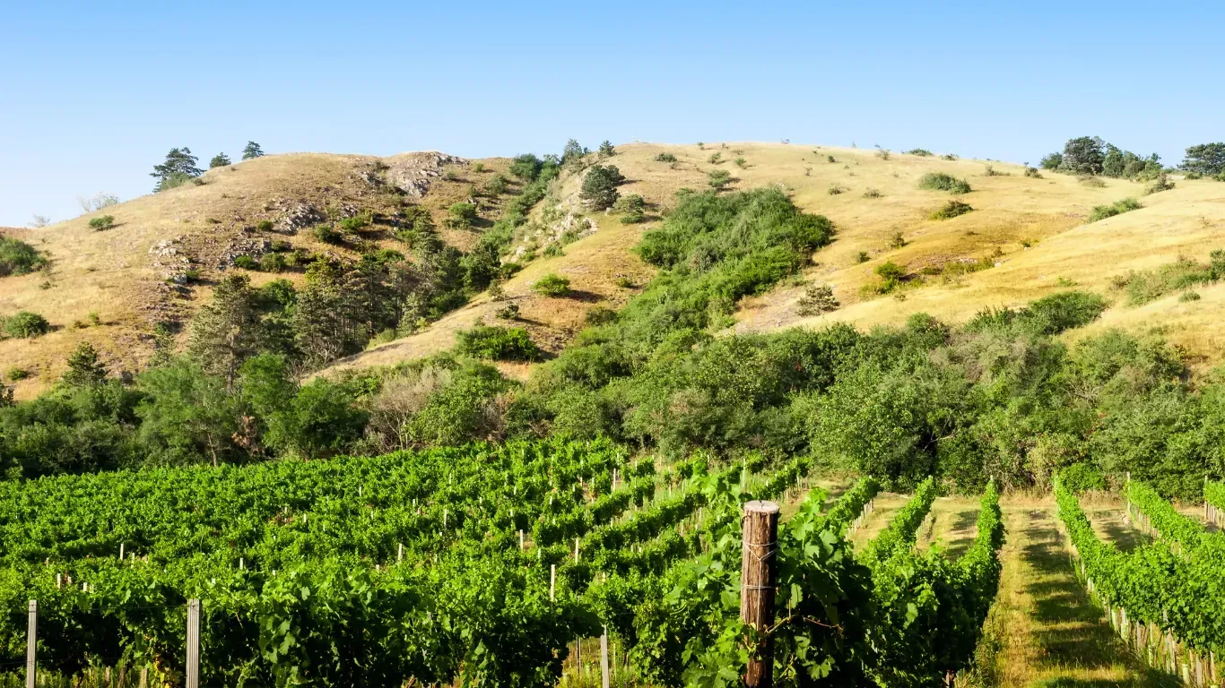 Vista aérea de uma quinta tradicional portuguesa com campo, terrenos cultivados e paisagem rural ao fundo, simbolizando o sonho da vida no campo.