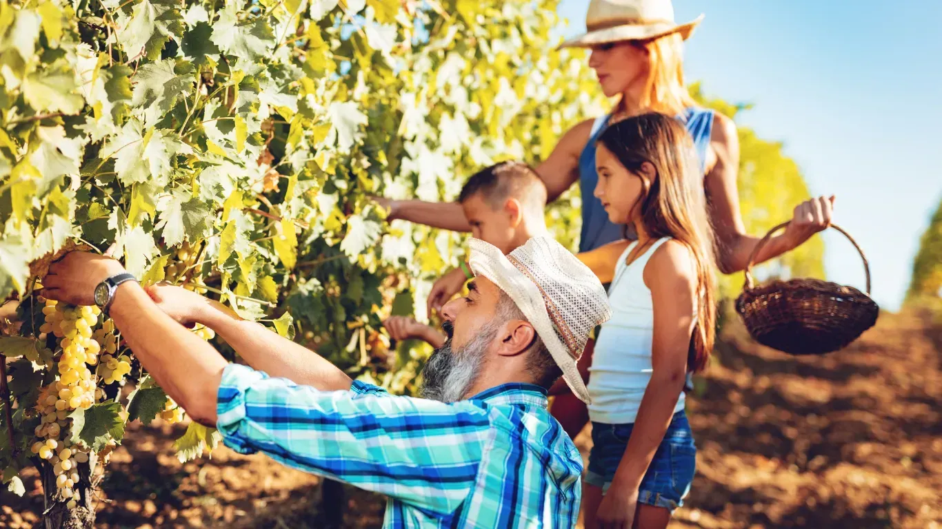 Família sorridente a participar na colheita de uvas numa quinta, simbolizando a experiência autêntica do agroturismo.