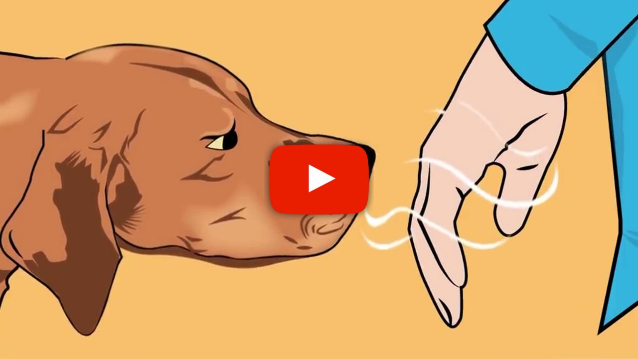 Click Here To Watch The Ritual