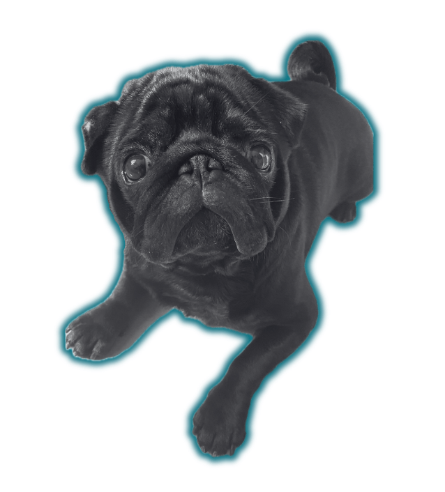 black pug
