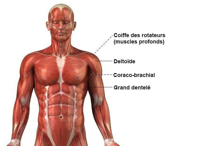 schema muscle de l'épaule
